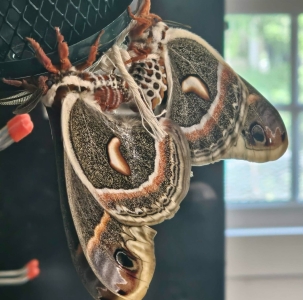 FOR SALE, Cecropia eggs
