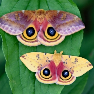 FOR SALE, Io Moth eggs