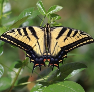 FOR SALE, Papilio multicaudata eggs