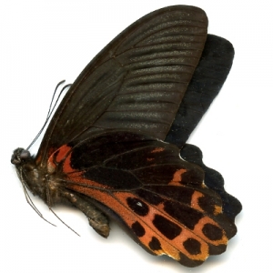 EBAY, BUTTERFLIES, BUTTERFLIES and more BUTTERFLIES