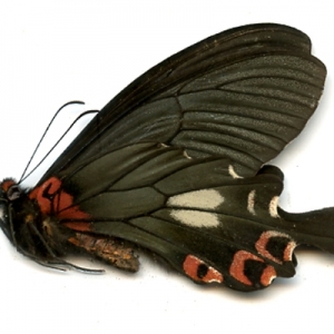 EBAY, BUTTERFLIES, BUTTERFLIES and more BUTTERFLIES