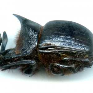 EBAY, BEETLES BEETLES and more BEETLES