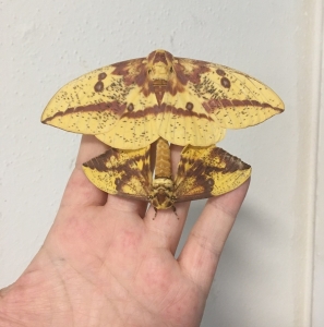 FOR SALE, Eacles  Imperialis Eggs