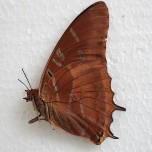 EBAY, RARE CHARAXES