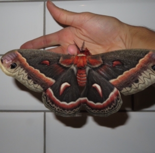 FOR SALE, Wild Canadian cecropia eggs for sale