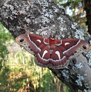 FOR SALE, H. Kasloensis x H. Cecropia eggs