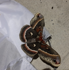 FOR SALE, Hyalophora cecropia wild eggs