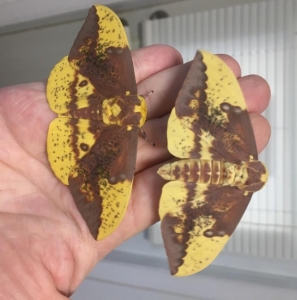 FOR SALE, Eacles Imperialis