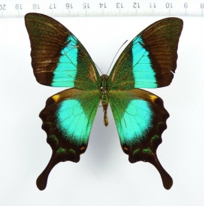 EBAY, +++ PAPILIO BUDDHA male from INDIA +++