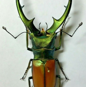 EBAY, ++ Cyclommatus murutiorum Rare Male 73+ Borneo ++