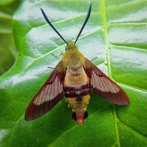 FOR SALE, Hemaris affinis, thysbe, diffinis, radians pupae
