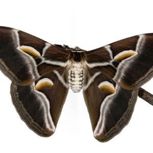 FOR SALE, Samia ricini XXL cocoons
