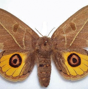 FOR SALE, RAR LEUCANELLA  SATURATA and COPAXA HAXAIREI