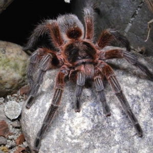FOR SALE, wonderful Chilean Copper tarantulas