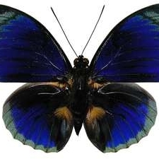 FOR SALE, Agrias beatifica stuarti