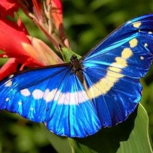 FOR SALE, Morpho rhetenor helena