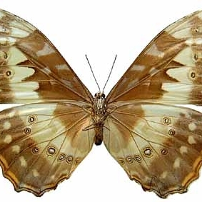 FOR SALE, Morpho cypris ff cypris F Gold form