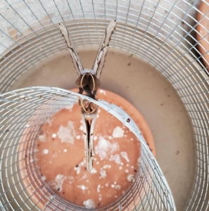 FOR SALE, Polyphemus ova for sale