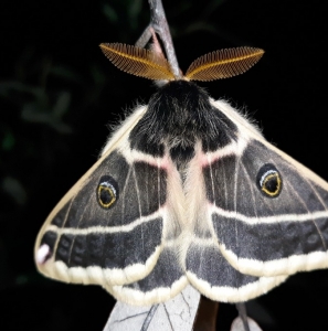 FOR SALE, eggs AGAPEMA HOMOGENA 