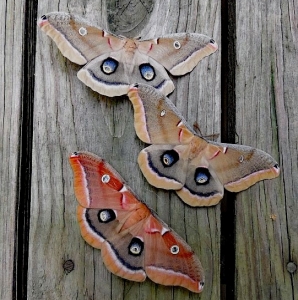 FOR SALE, POLYPHEMUS MOTH EGGS