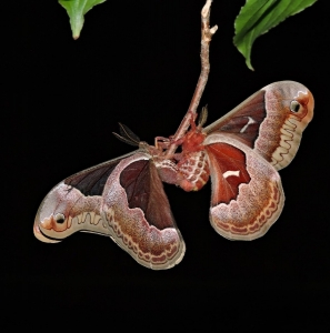 FOR SALE, Promethea Moth Eggs