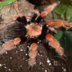 FOR SALE, Mexican Fireleg Tarantula for Sale