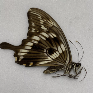 FOR SALE, Butterflies for sale from Uganda/Tanzania