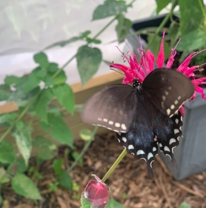 FOR SALE, Spicebush swallowtail eggs 