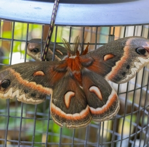 FOR SALE, Cecropia,Luna,Polyphemus ova. Mix and Match!