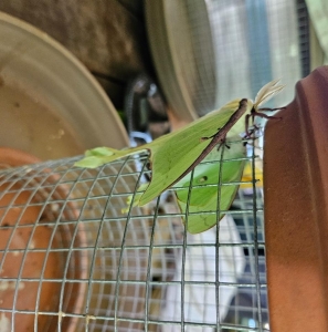 FOR SALE, Actias Luna Ova For Sale
