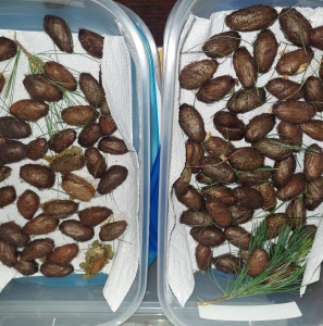 FOR SALE, Actias Dubernardi Cocoons