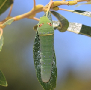 FOR SALE, Papilio rutulus eggs
