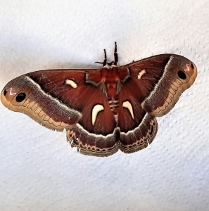 FOR SALE, Hyalophora euryalus - Ceanothus Silkmoth