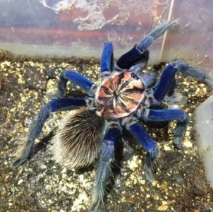 FOR SALE, Xenesthis sp Blue Tarantula for sale