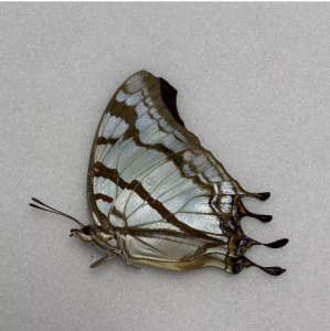 EBAY, Butterflies for sale from Uganda/Tanzania