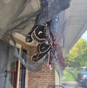 FOR SALE, Ova of Hyalophora cecropia