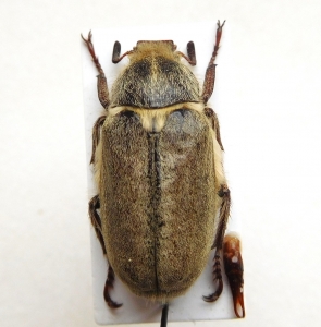 FOR SALE, Anoxia candidae sp.n.2022 and other  Scarabaeoidea