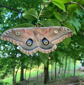 FOR SALE, Polyphemus moth EGGS