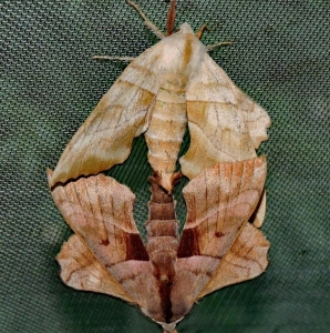 FOR SALE, Walnut Sphinx (Amorpha juglandis ) eggs