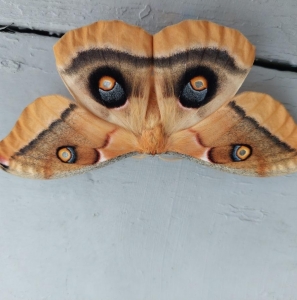 FOR SALE, Antheraea Olivacea x A. Polyphemus ova