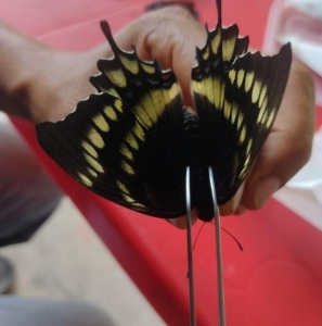 FOR SALE, FEMALE PAPILIO WARSCEWICZII