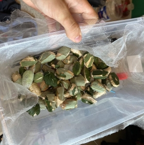 FOR SALE, A. Polyphemus Cocoons - ALL SOLD