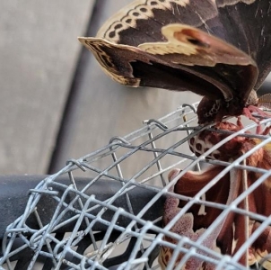 FOR SALE, C.promethea ova for sale