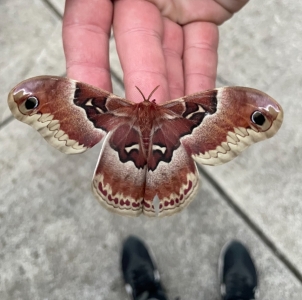 FOR SALE, Promethea Moth Eggs