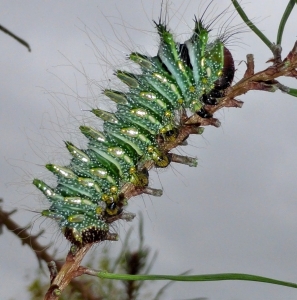 FOR SALE, Actias dubernardi eggs!