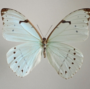 FOR SALE, Morpho iphitus iphitus male and female