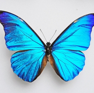 FOR SALE, Morpho rhetenor rhetenor male and female BRAZIL