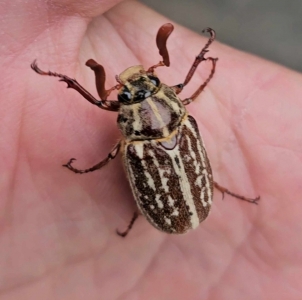 FOR SALE, Polyphylla comes (Variegated June Beetle)