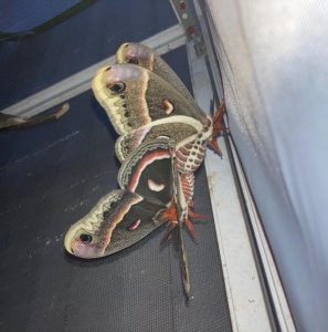 FOR SALE, Cecropia Moth Ova 
