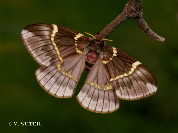 FOR SALE, Paradirphia semirosea